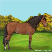 Horse Color:Bay Sabino Rabicano  and Bay Roan Rabicano 