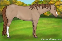 Horse Color:Red Dun 