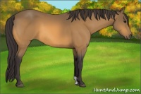 Horse Color:Buckskin 