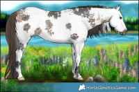 Horse Color:White Spotted Buckskin Ice Sabino Splash Rabicano 