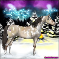 Horse Color:White Spotted Liver Red Dun 