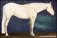 Horse Color:Silver Buckskin Pearl Dun Appaloosa 