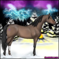 Horse Color:Brown Dun 