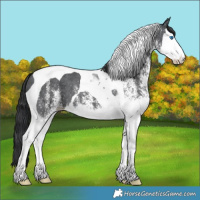 Horse Color:White Spotted Black Splash Tobiano 