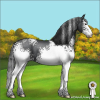 Horse Color:White Spotted Black Splash 