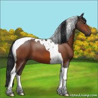 Horse Color:Brown Tobiano