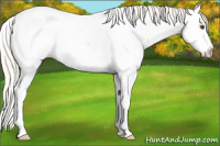 Horse Color:White Spotted Silver Buckskin Roan Dun Splash Near Fewspot 