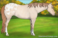 Horse Color:Gold Champagne Roan Dun Appaloosa Rabicano