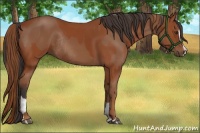 Horse Color:Liver Chestnut Sabino Rabicano  and Bay Sabino Rabicano 