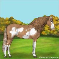 Horse Color:Chestnut Splash Frame  and Chestnut Splash 