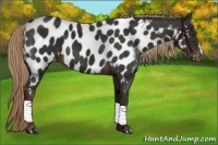 Horse Color:Liver Chestnut Appaloosa 