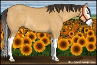 Horse Color:Buckskin Dun Splash Rabicano 