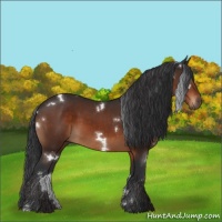 Horse Color:White Spotted Brown 