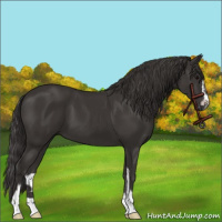 Horse Color:Smoky Black Sabino 