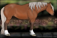Horse Color:Silver Bay 