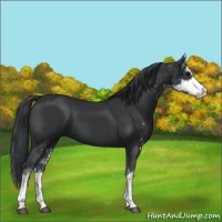 Horse Color:Black Sabino 