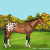 Horse Color:Bay Appaloosa Rabicano