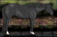 Horse Color:Black 