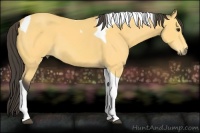 Horse Color:Buckskin Tobiano