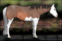 Horse Color:Bay Roan Splash 