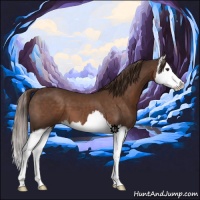 Horse Color:Liver Chestnut Splash 