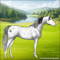 Horse Color:Blue Roan Splash Appaloosa Rabicano 