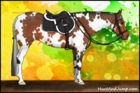 Horse Color:White Spotted Bay 