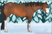 Horse Color:Bay Sabino 