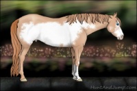 Horse Color:Gold Champagne Frame 