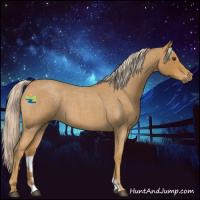 Horse Color:Palomino Roan 