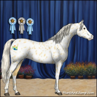 Horse Color:Palomino Appaloosa