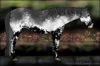 Horse Color:White Spotted Black 