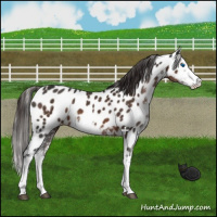Horse Color:Liver Chestnut Sabino Splash Appaloosa 