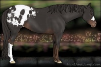 Horse Color:Liver Chestnut Appaloosa 