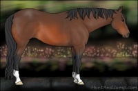 Horse Color:Bay 