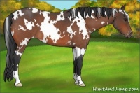 Horse Color:White Spotted Bay Roan Appaloosa