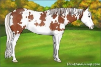 Horse Color:White Spotted Silver Bay Splash Rabicano 