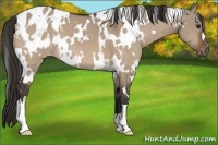 Horse Color:White Spotted Brown Dun Blanket 