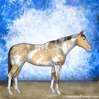 Horse Color:White Spotted Amber Cream Champagne Roan