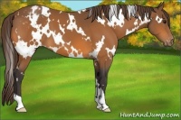 Horse Color:White Spotted Buckskin Appaloosa 