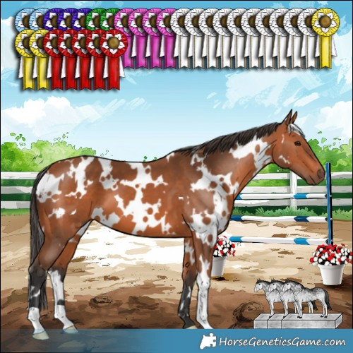 Horse Color:White Spotted Bay 