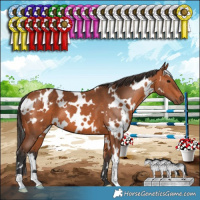 Horse Color:White Spotted Bay 