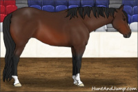 Horse Color:Gray Bay 