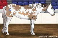Horse Color:White Spotted Bay Dun Splash Appaloosa 