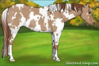 Horse Color:White Spotted Red Dun