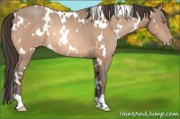 Horse Color:White Spotted Amber Champagne Appaloosa Rabicano