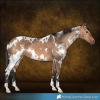 Horse Color:White Spotted Bay Dun