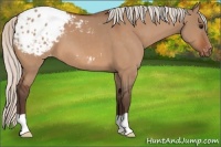 Horse Color:Silver Bay Dun Appaloosa 