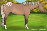 Horse Color:Silver Bay Dun Appaloosa 