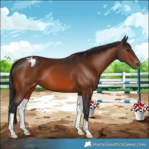 Horse Color:Bay Appaloosa 